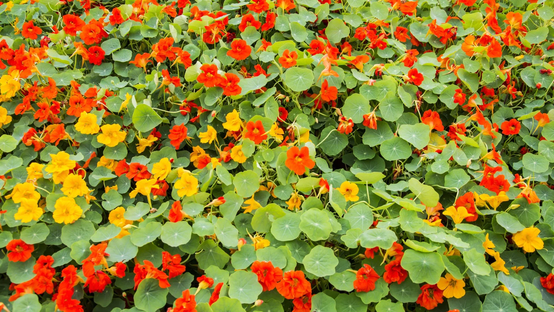 Colorful annual flowers in a landscape bed