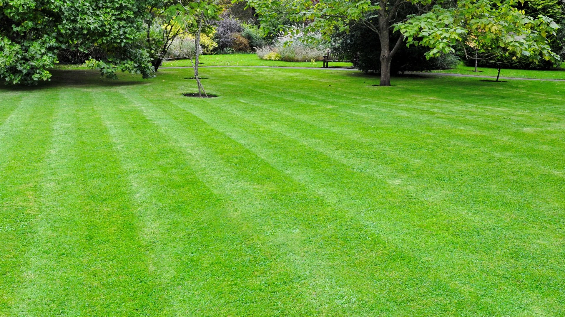 Beautiful green lawn maintained by Sprout Lawn and Landscape