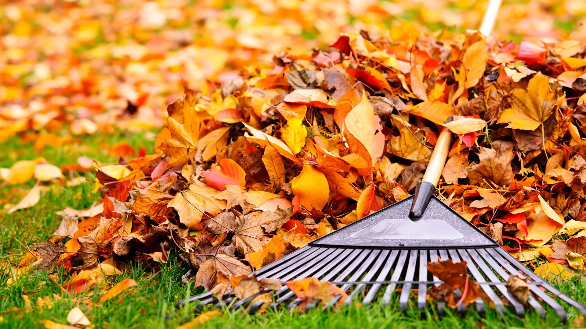 Fall leaves on a lawn with a rake