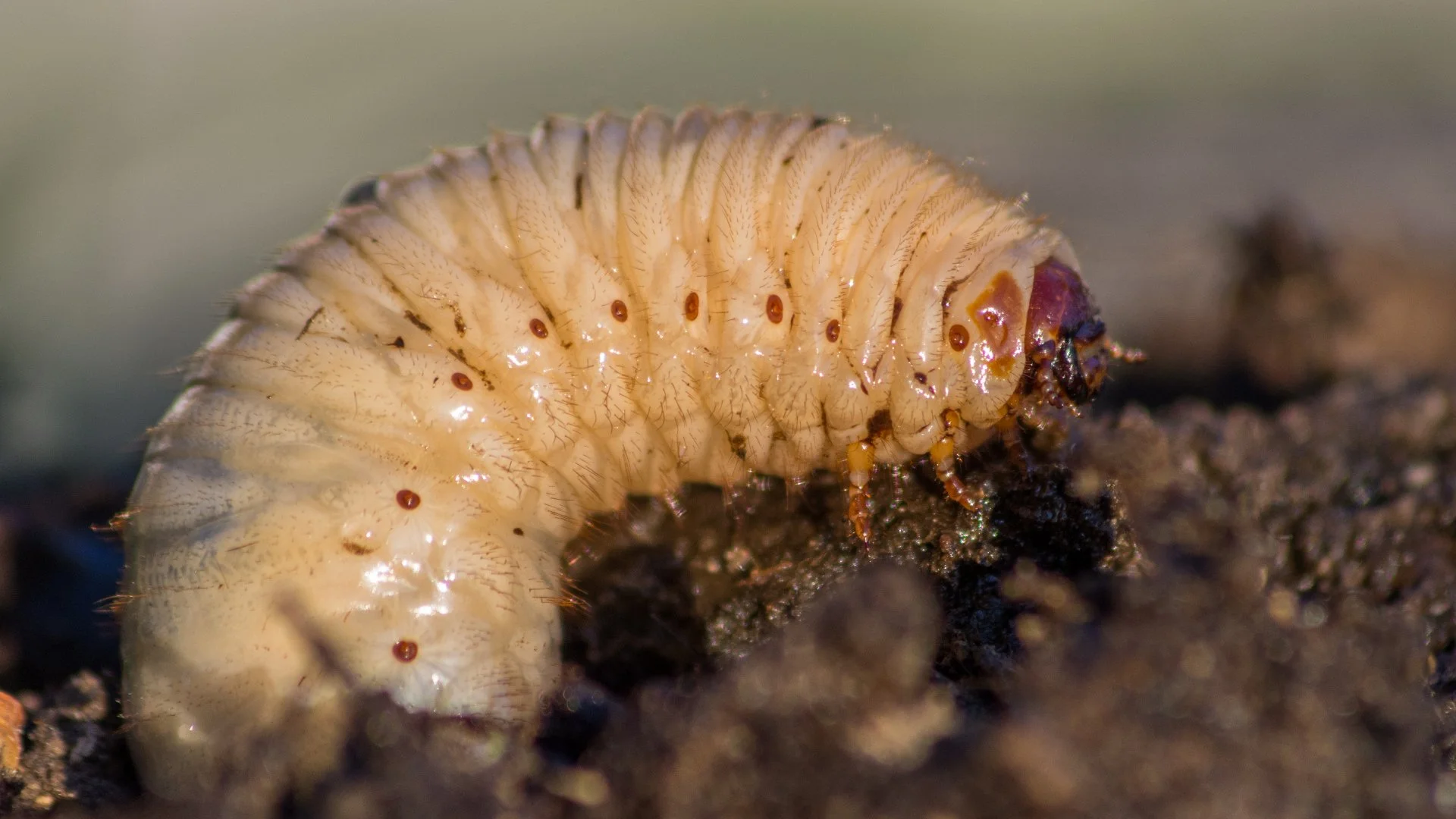 Close-up of a white grub in soil