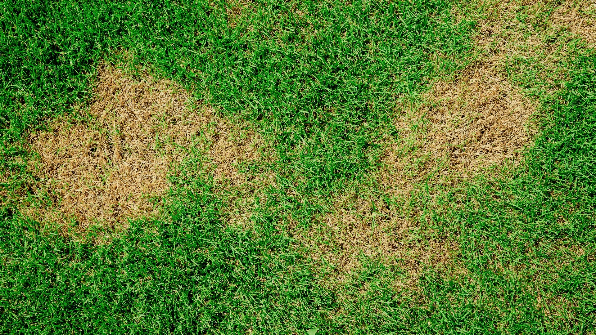 Green lawn with brown patches from disease
