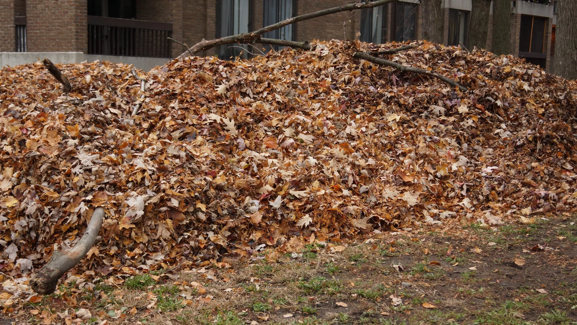 Large leaf piles on a residential lawn