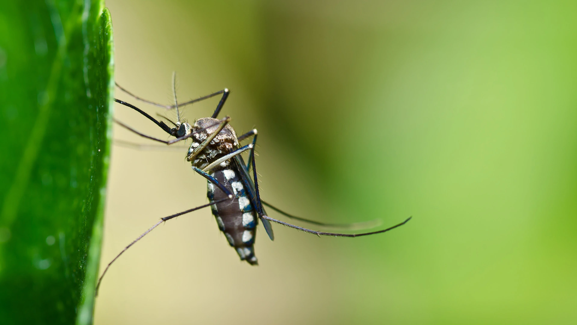Mosquito resting on a leaf in a Hamilton County yard