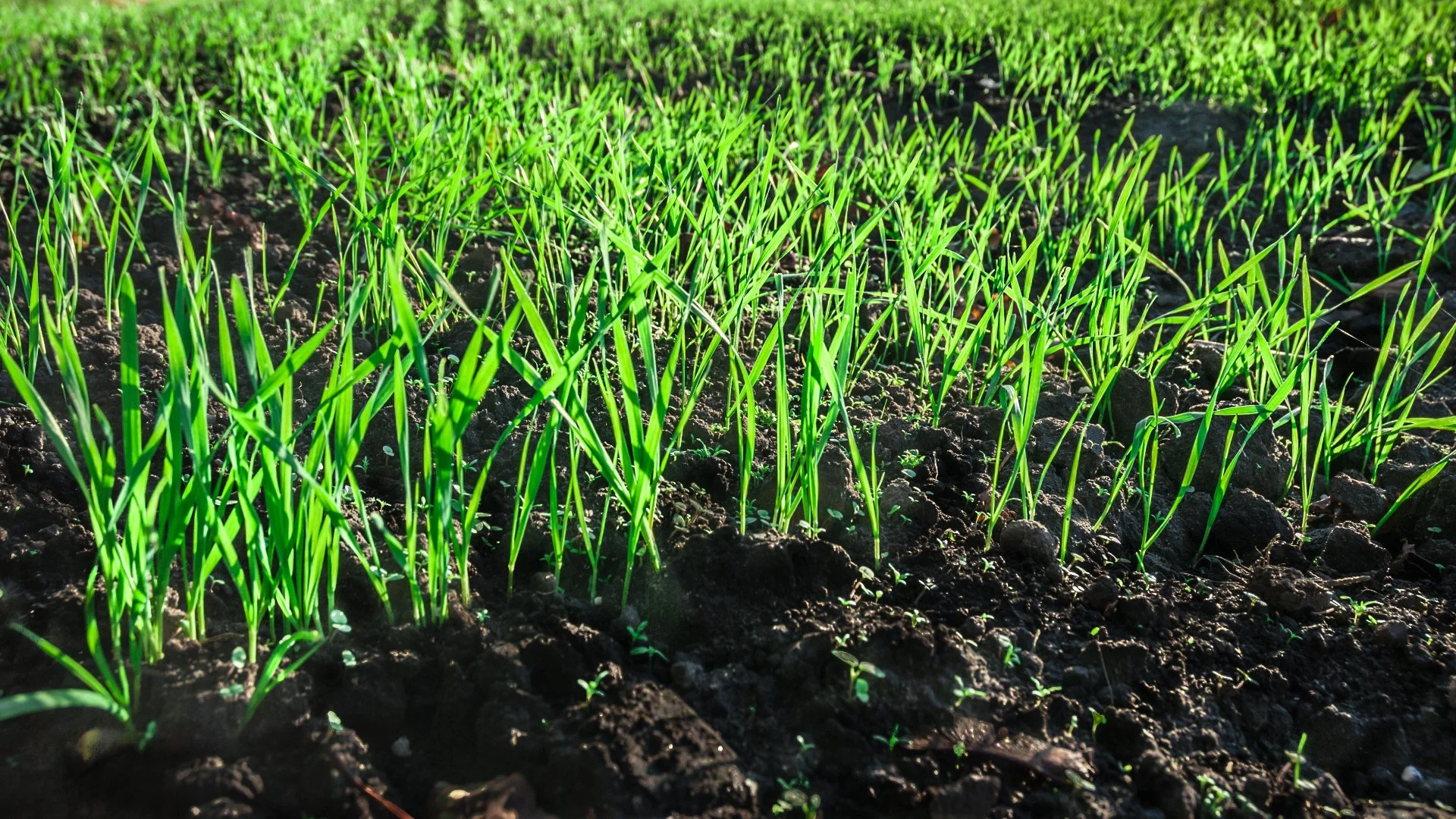 New grass growing in a previously bare area