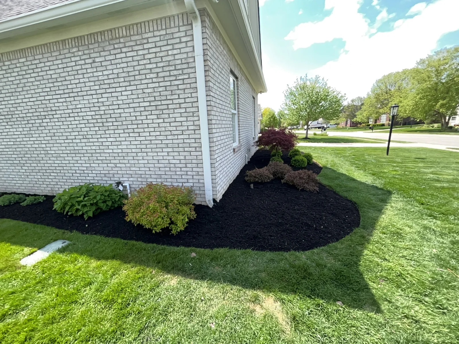 Same Carmel corner bed after Sprout's renovation, fresh black mulch with new young Japanese maple and shrubs