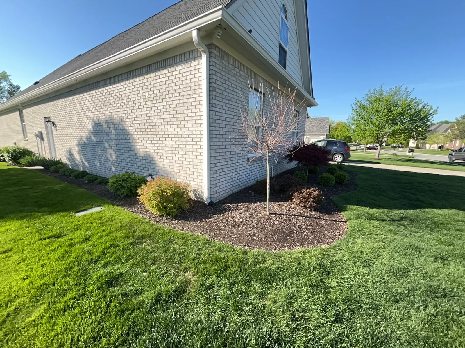 Carmel corner bed before, brown mulch and sparse boxwoods