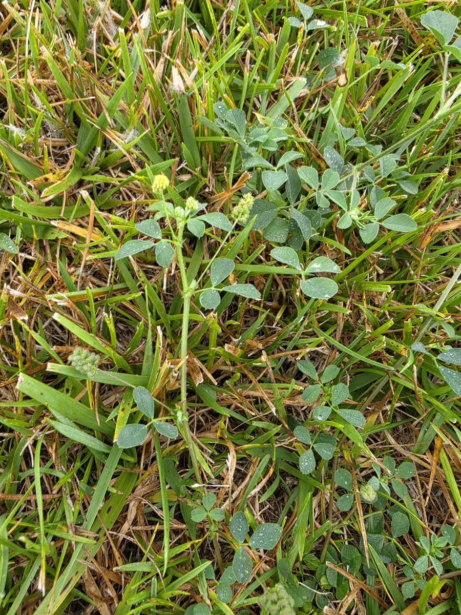 Black medic leaf detail showing three leaflets with the middle leaflet on a longer stalk, next to a small yellow flower cluster