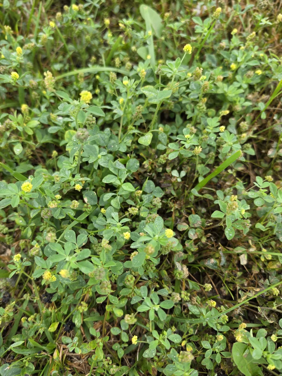 Close-up of black medic in bloom with dozens of small bright yellow flower clusters in a Hamilton County lawn