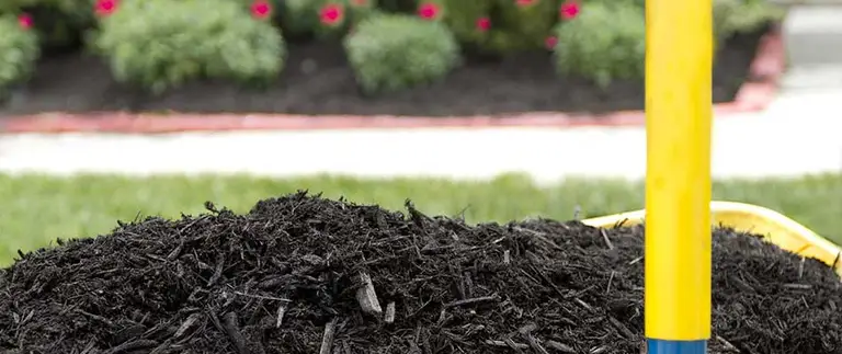 Black dyed mulch in landscape beds