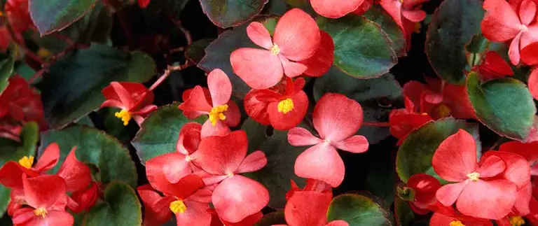 Blooming begonia flowers in a landscape bed