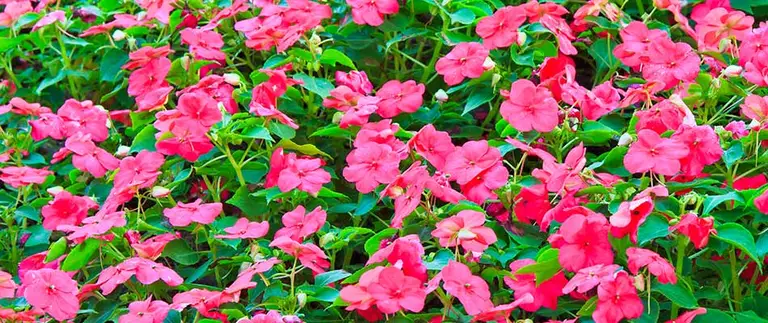 Bright pink impatiens in a garden bed
