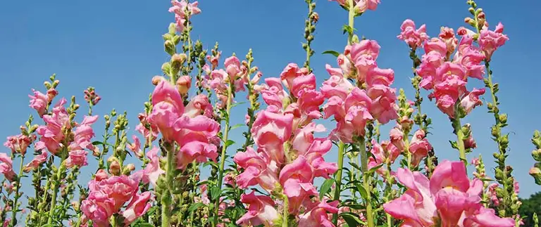 Bright pink snapdragon flowers