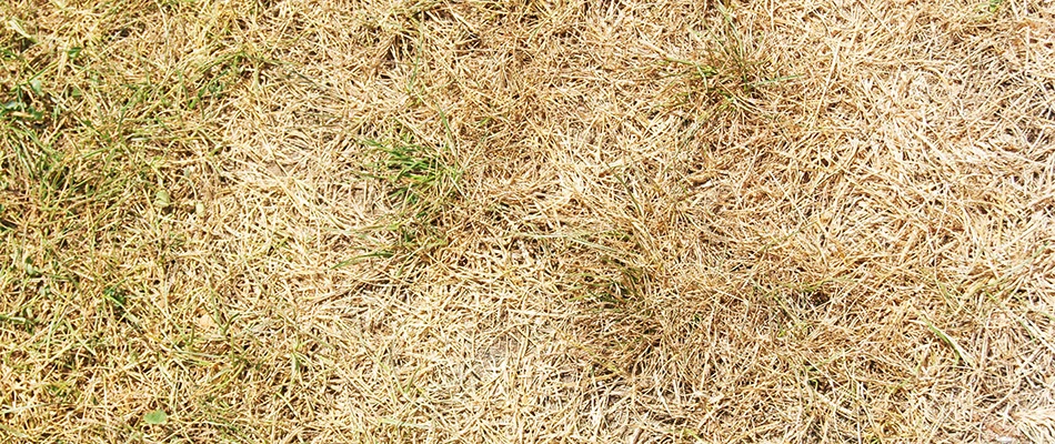 Brown stressed lawn in summer heat