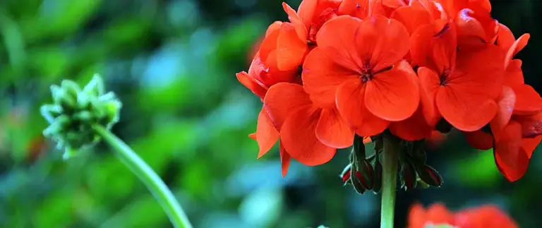Red flowering plants in a landscape bed