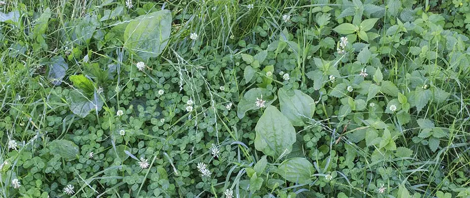 Broadleaf weeds including clover in a lawn