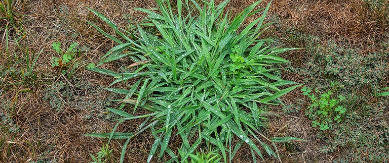 Crabgrass growing in a lawn