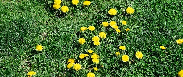 Dandelion weeds growing throughout a residential yard
