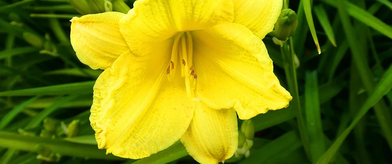 Daylilies that are a favorite of deer