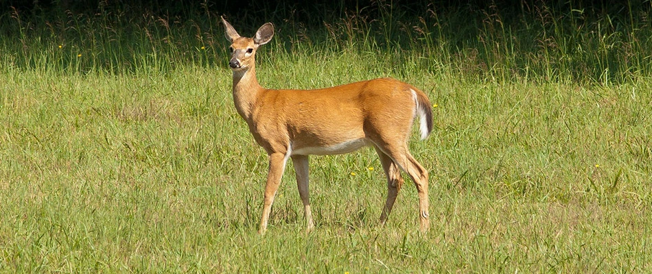 Deer near a residential landscape