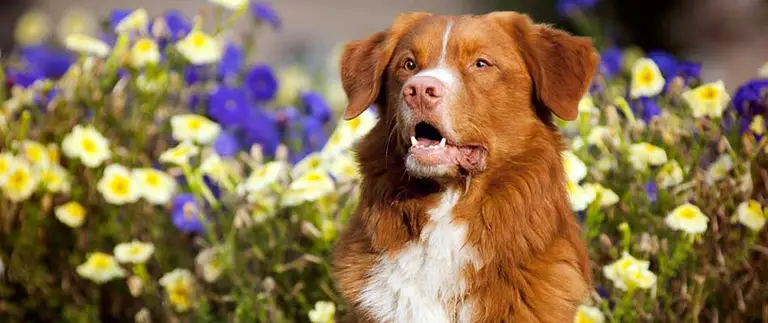 Dog sitting near landscape bed with flowers