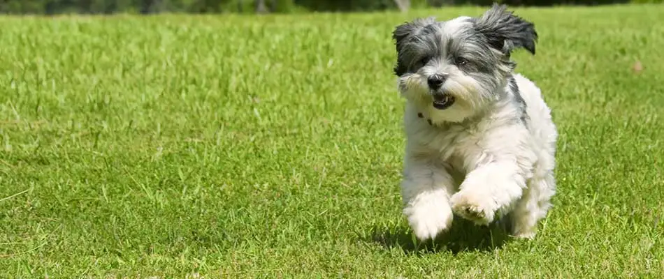 Dog playing on a well-maintained lawn
