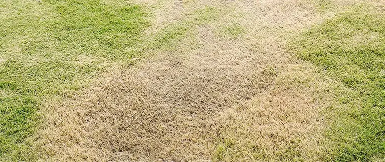 Lawn suffering from summer heat stress