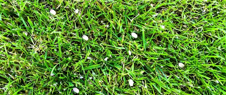 Fertilizer granules sitting on lawn grass