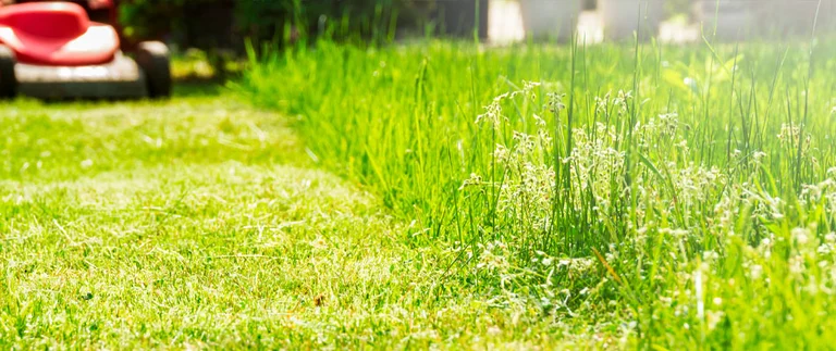 Grass at proper mowing height