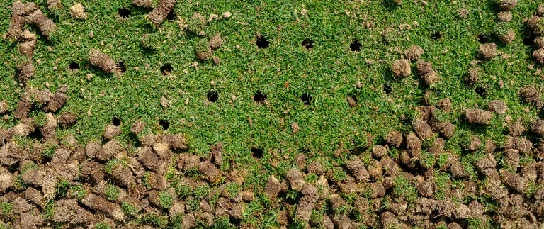 Lawn showing soil plugs after core aeration treatment