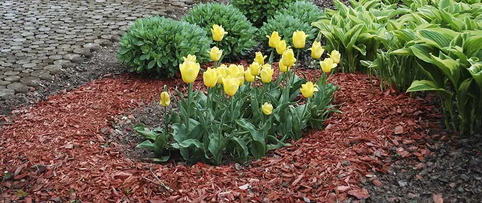 Mulch in a landscape bed with clean edges