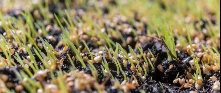 New grass sprouting after fall overseeding