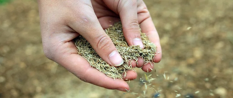 Overseeding being applied to a thin lawn