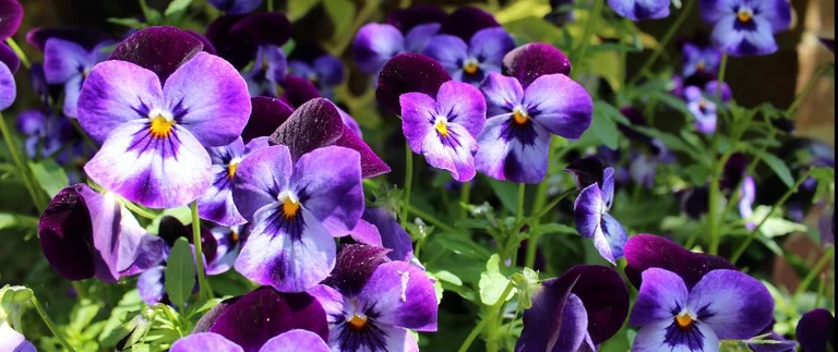 Late fall landscape with seasonal plantings