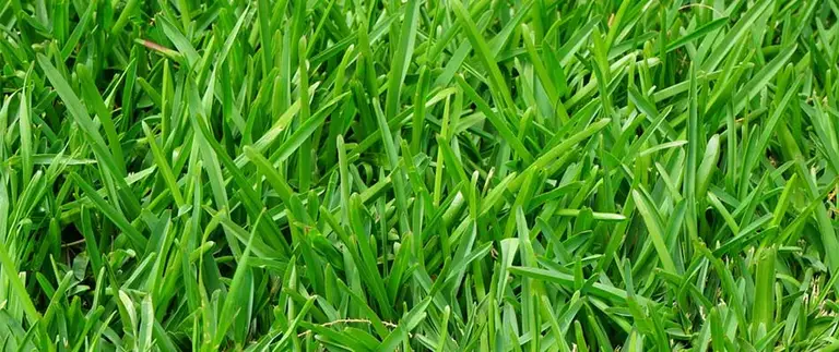 Fine-bladed grass growing in a lawn area