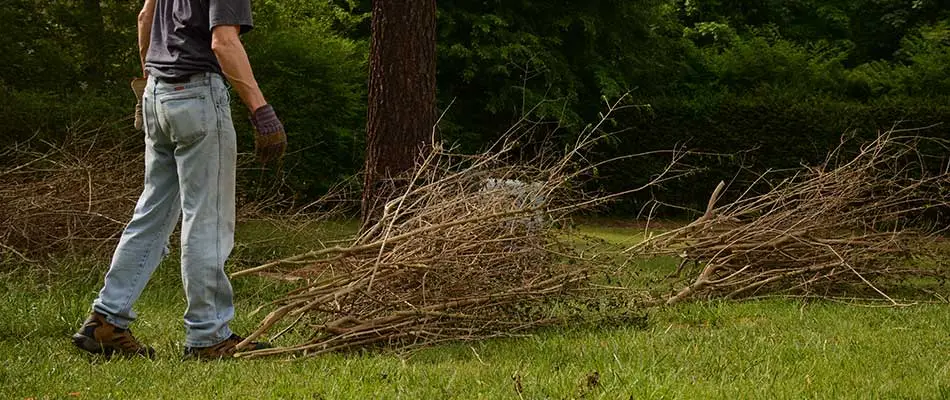 Crew removing yard debris during a fall cleanup