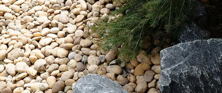 Rock mulch with clean edges around evergreen plantings