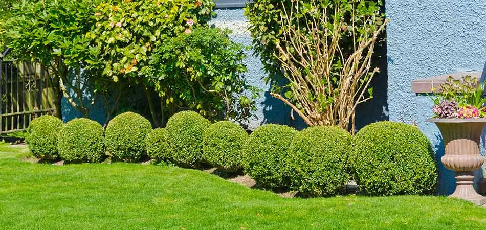 Rounded landscape shrubs along a residential property