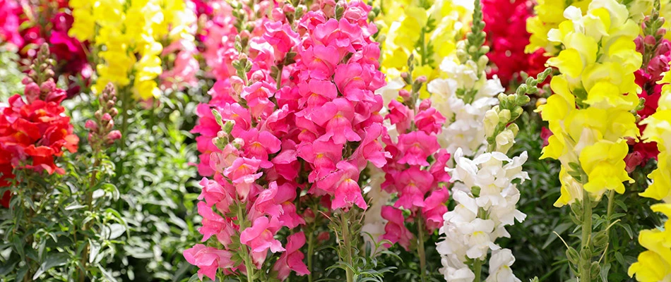 Colorful plants in a landscape bed