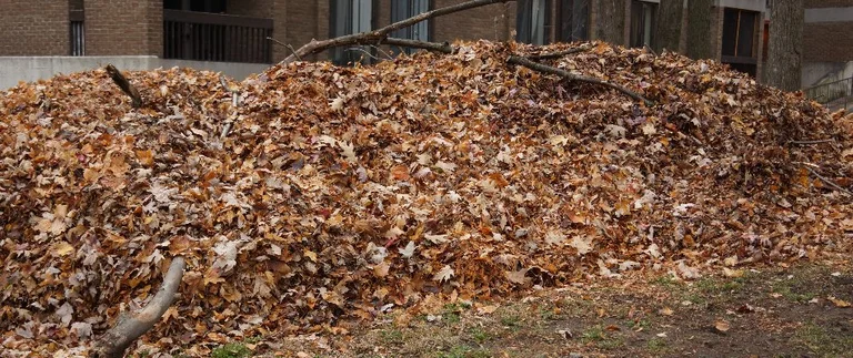 Thick pile of fallen leaves on a lawn needing removal