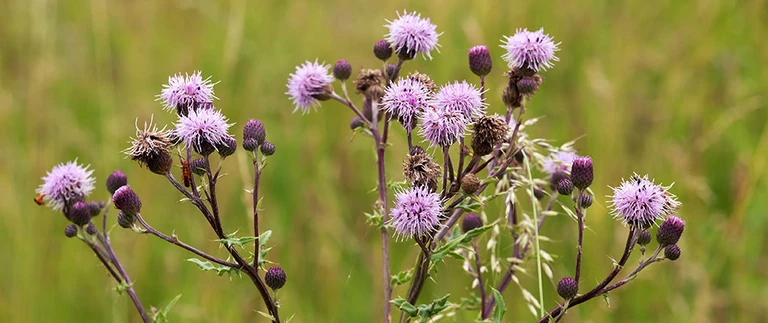 Canada thistle weed with prickly leaves
