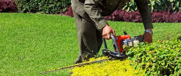 Professional trimming shrubs with powered equipment