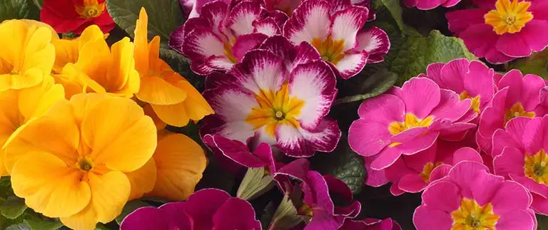 Variety of colorful annual flowers