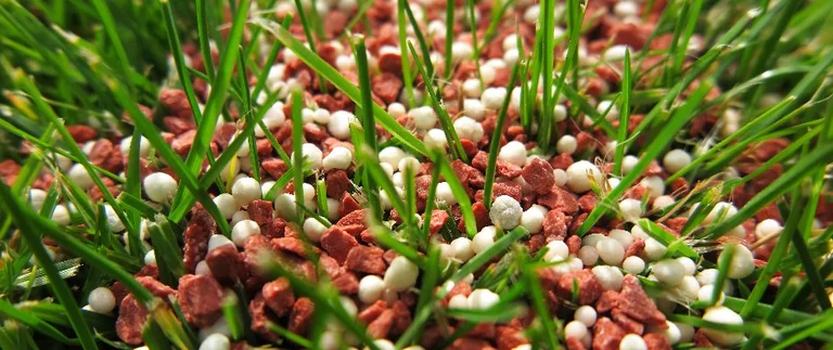 Winterizer fertilizer being applied to grass in fall