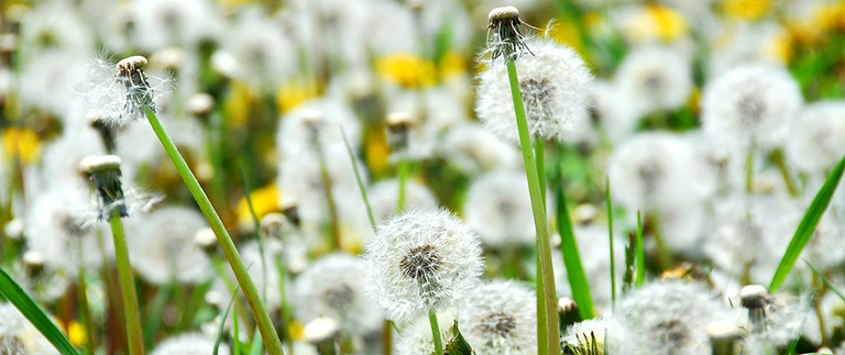 Wispy dandelion seed heads ready to spread across the lawn