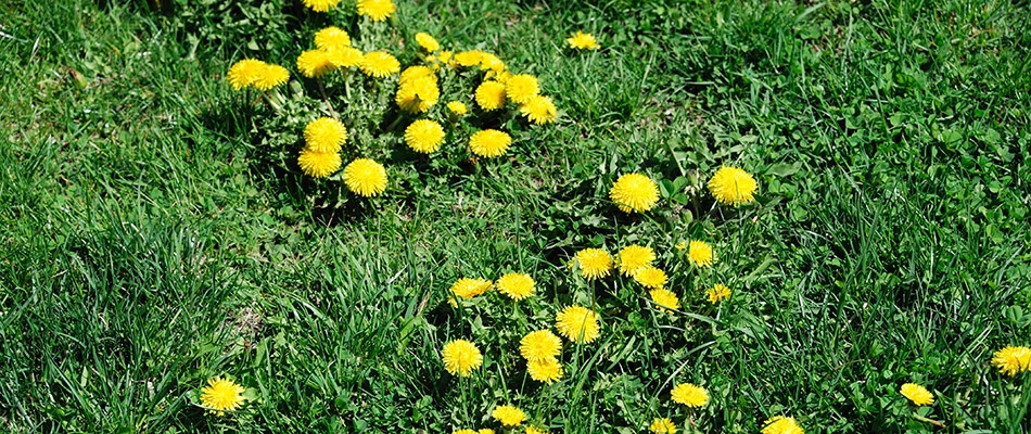 Yellow dandelions growing in a residential lawn