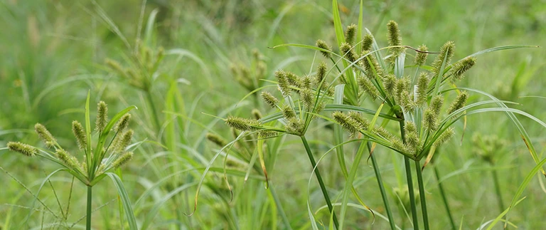 Yellow nutsedge in a lawn