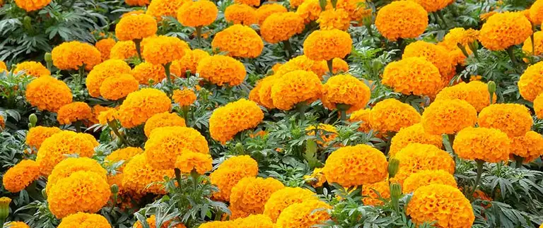 Bright orange marigold flowers in a landscape bed