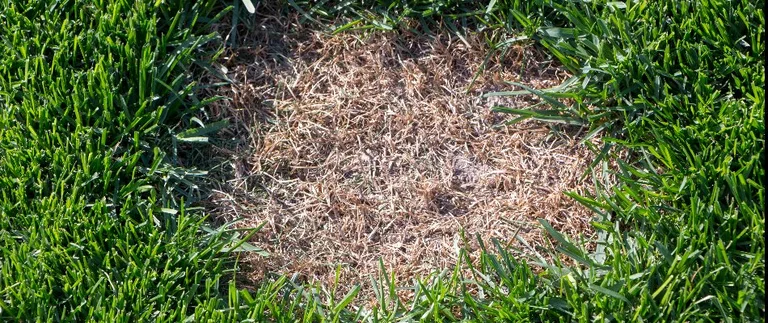 Brown patch fungal disease in a green lawn