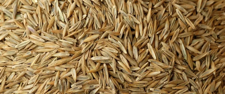 Cool-season grass seed blend