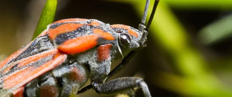 Close-up of chinch bug on grass